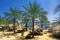 Dessole Seti Sharm Resort 4*